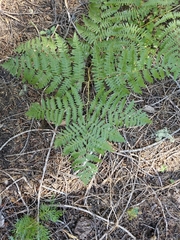Pteridium aquilinum pubescens