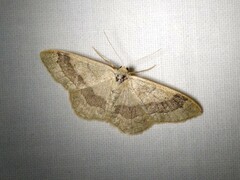 Idaea aversata