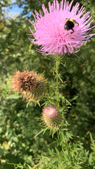 Cirsium discolor