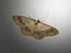 Idaea aversata