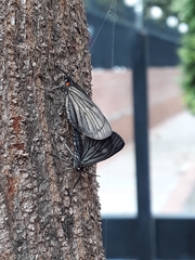 Sangalopsis microleuca