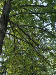 Quercus imbricaria