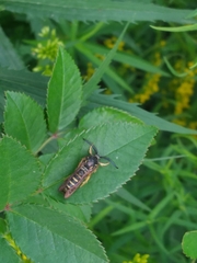 Pennisetia marginatum