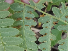 Pteridium aquilinum pubescens