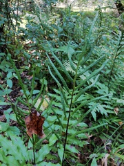 Woodwardia areolata