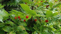 Streptopus amplexifolius