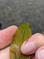 Potamogeton amplifolius