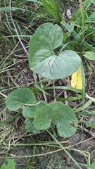 Asarum canadense
