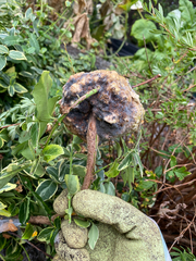 Agrobacterium radiobacter