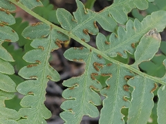 Pteridium aquilinum pubescens