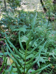 Woodwardia areolata