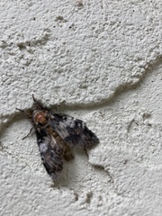 Dasychira meridionalis