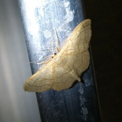 Idaea aversata