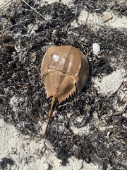 Limulus polyphemus