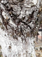 Sangalopsis microleuca