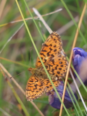 Boloria dia