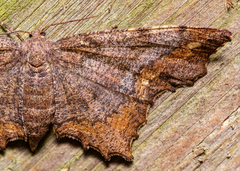 Hypagyrtis unipunctata