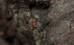 Pseudoscorpiones