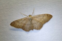 Idaea aversata