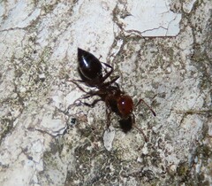 Crematogaster scutellaris