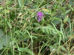 Centaurea scabiosa
