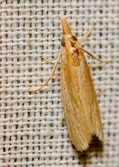 Parapediasia teterrellus