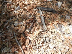 Lampropeltis knoblochi