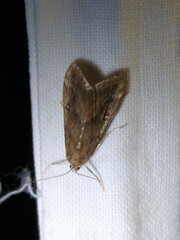 Parapoynx stratiotata