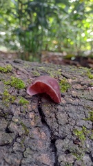 Auricularia fuscosuccinea