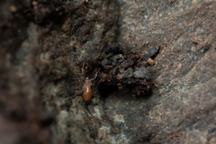Pseudoscorpiones