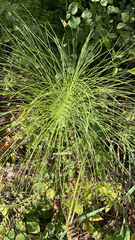 Equisetum telmateia