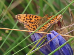 Boloria dia