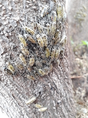 Sangalopsis microleuca