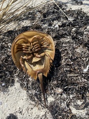 Limulus polyphemus