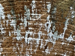 Trichoderma