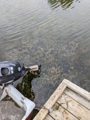 Potamogeton amplifolius