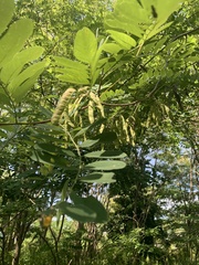 Robinia pseudoacacia