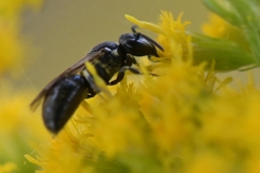 Hylaeus communis