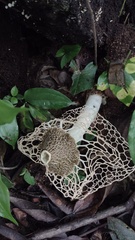 Phallus haitangensis