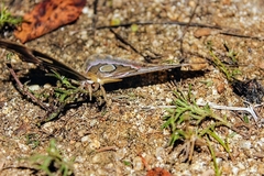 Rothschildia cinctus