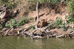 Hydrochoerus hydrochaeris