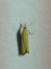 Agriphila straminella