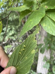 Celticecis spiniformis