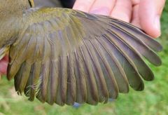 Icteria virens