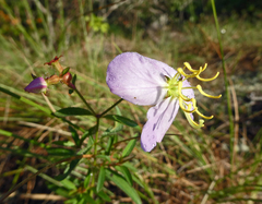 Rhexia mariana