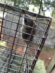 Glaucomys sabrinus