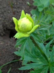 Trollius europaeus