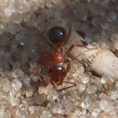 Formica vinculans