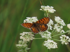 Melitaea