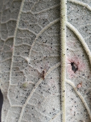Proba vittiscutis